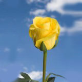 Gold Strike 75 Long Roses